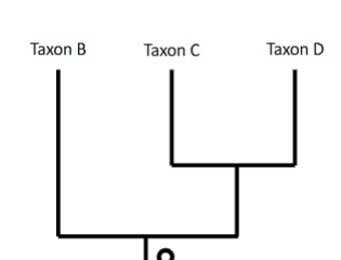 <p>What kind of group is this picture? ( Mono, para, poly-phyletic groups)</p>