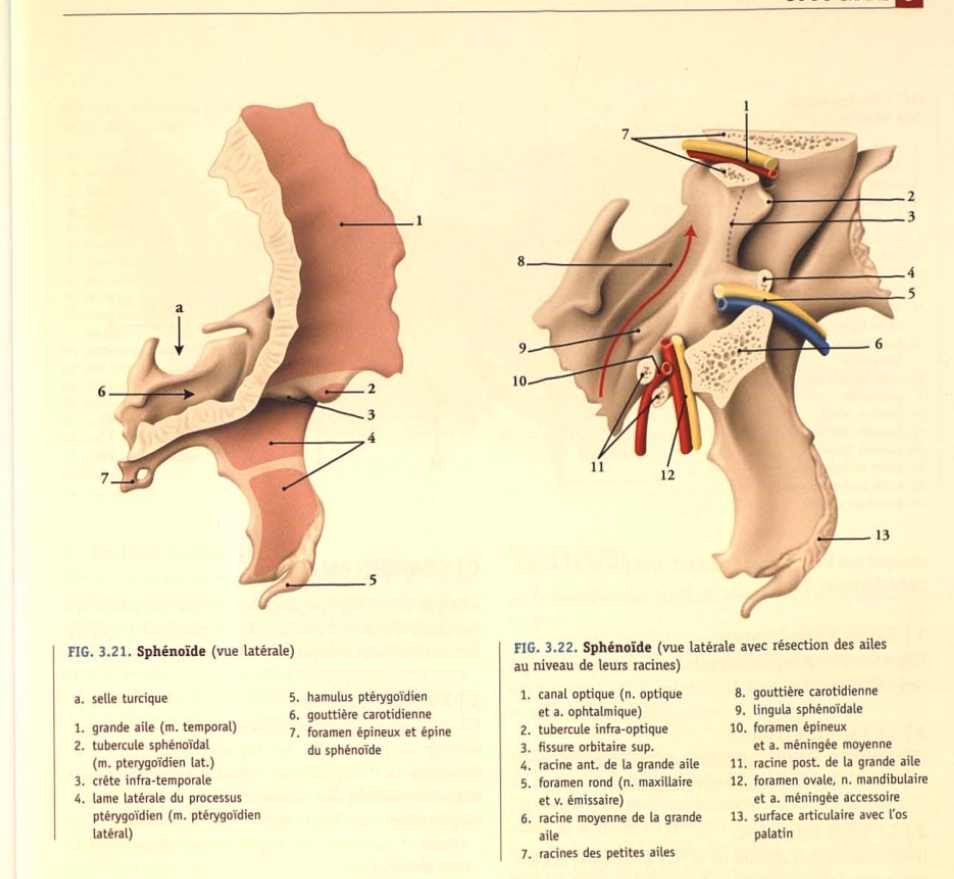 <p>Faces latérales: donnent naissance en haut et en avant aux petites ailes, et en arrière et en bas aux grandes ailes. Celles ci délimitent les deux parties pré-alaire et rétro-alaire.</p><p>-partie pré-alaire: contitue la paroi médiale des orbites, se prolonegnt en arrière par le canal optique en haut et par la fente orbitale supérieure en bas. Sous le canal optique, le tubercule infra optique donne unsertion à l’anneau tendineux commun.</p><p>-partie rétro-alaire: est en rapport avec le sinus caverneux, est marqué par la présence de la gouttière carotidienne en forme de S et qui présente dnas sa partie inférieure la lingula sphénoidale.</p>