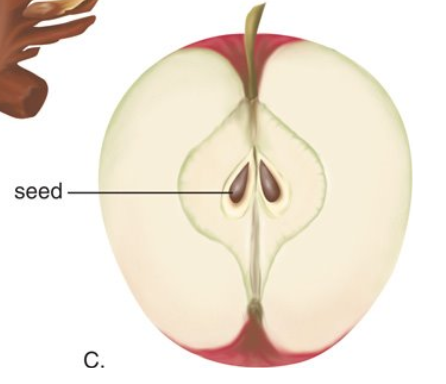 <p>seeds enclosed in a ripened ovary</p>