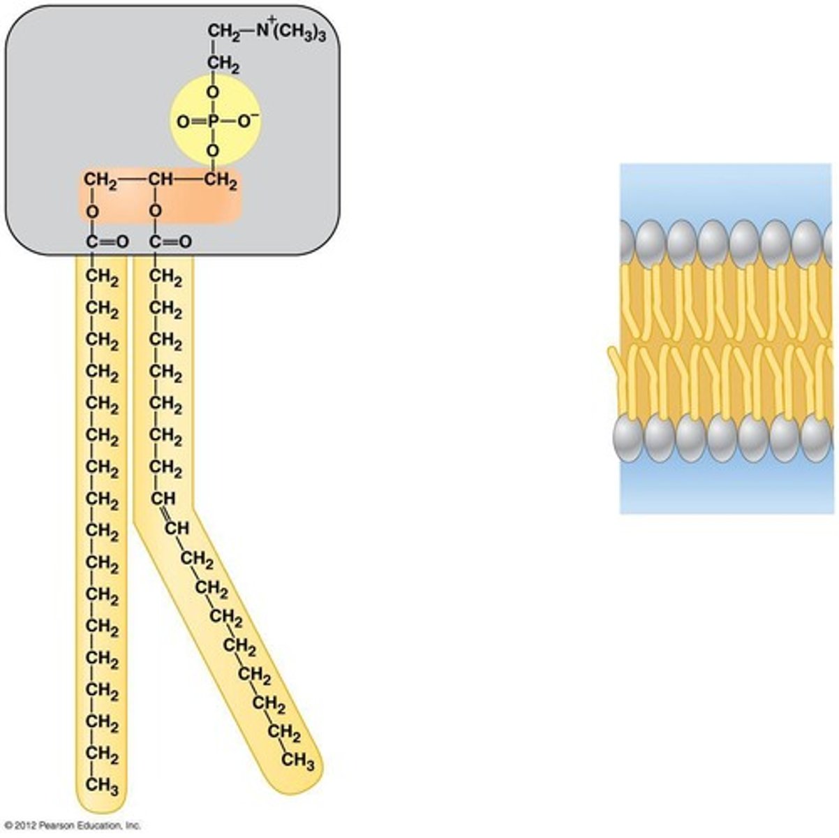 <p>Same as triglycerides, except the third fatty</p><p>acid tail is replaced by a phosphate group and</p><p>specific head group ; form cell membranes</p><p>- ex: soy lecithin (a.k.a. phosphatidylcholine)</p>
