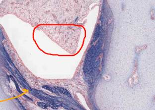 <ol start="10"><li><p>identify this tissue</p></li></ol><p></p>