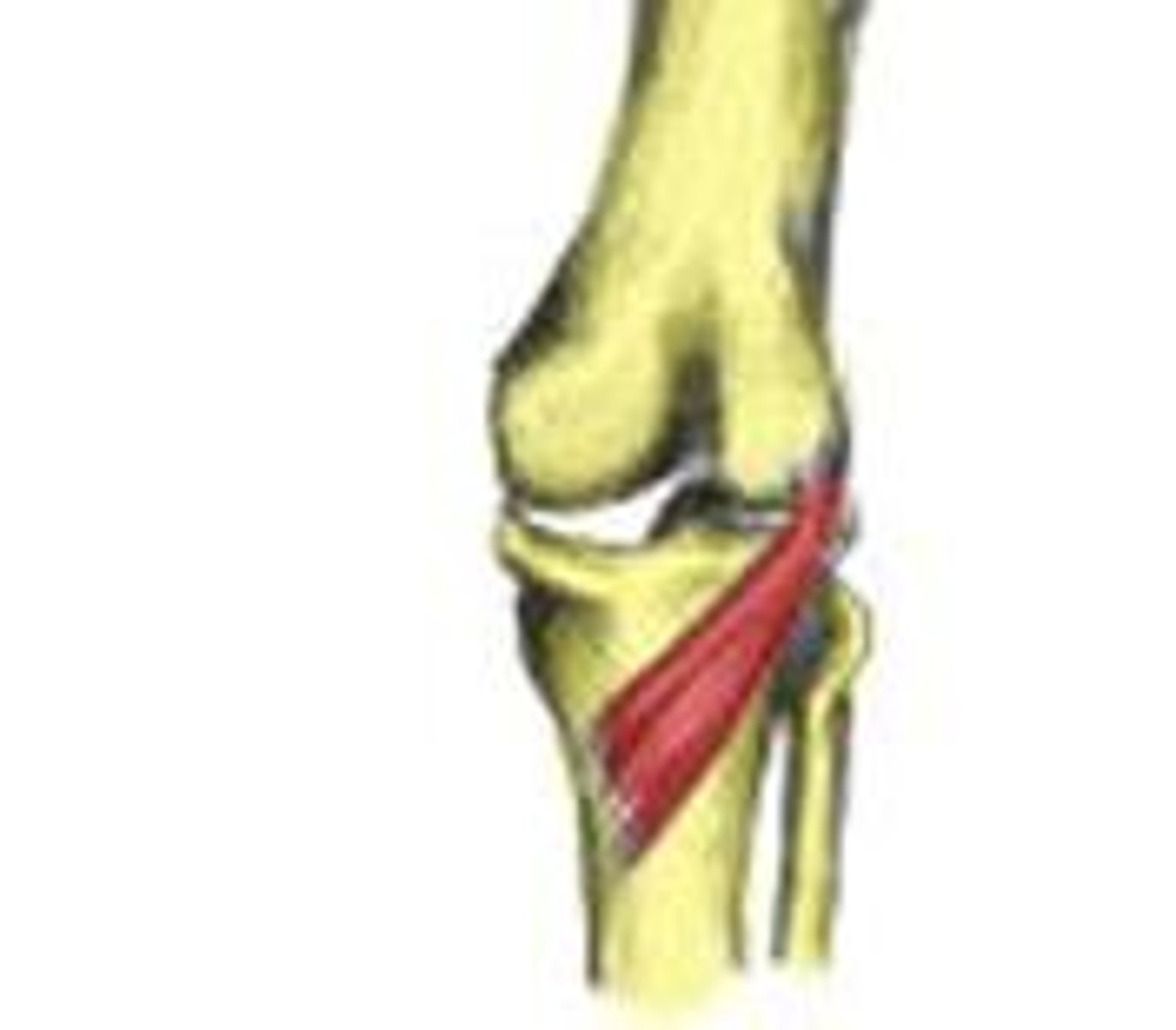 <p>Proximal attachment: Femur (lateral condyle)</p><p>Distal attachment: Tibia</p><p>Comments, Applications and Relationships: Located posterior to the knee weakly flexes the leg and unlocks the knee</p><p>Action: Flexor of the leg at the knee</p>
