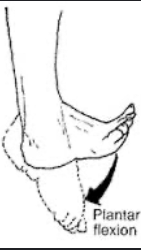 Pushing the toes away from the shin 