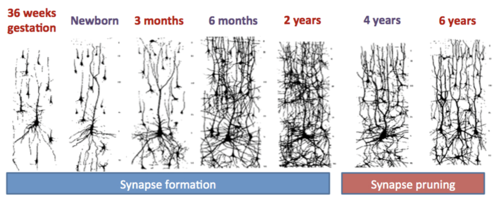 <p>throughout the course of development, <strong><u>***neurons are constantly making connections, ***making many more than we need</u></strong></p><ul><li><p>the process of <strong><u>pruning allows us to ***keep only what’s essential</u></strong></p></li><li><p><strong><u>***synapses are ***removed naturally as ***part of brain maturation</u></strong></p></li><li><p><strong><u>***irregular or abnormal pruning, however, is associated with possible ***mental health disorders</u></strong> (e.g., <em>resulting in problems with social cognition</em>)</p></li></ul><p></p>
