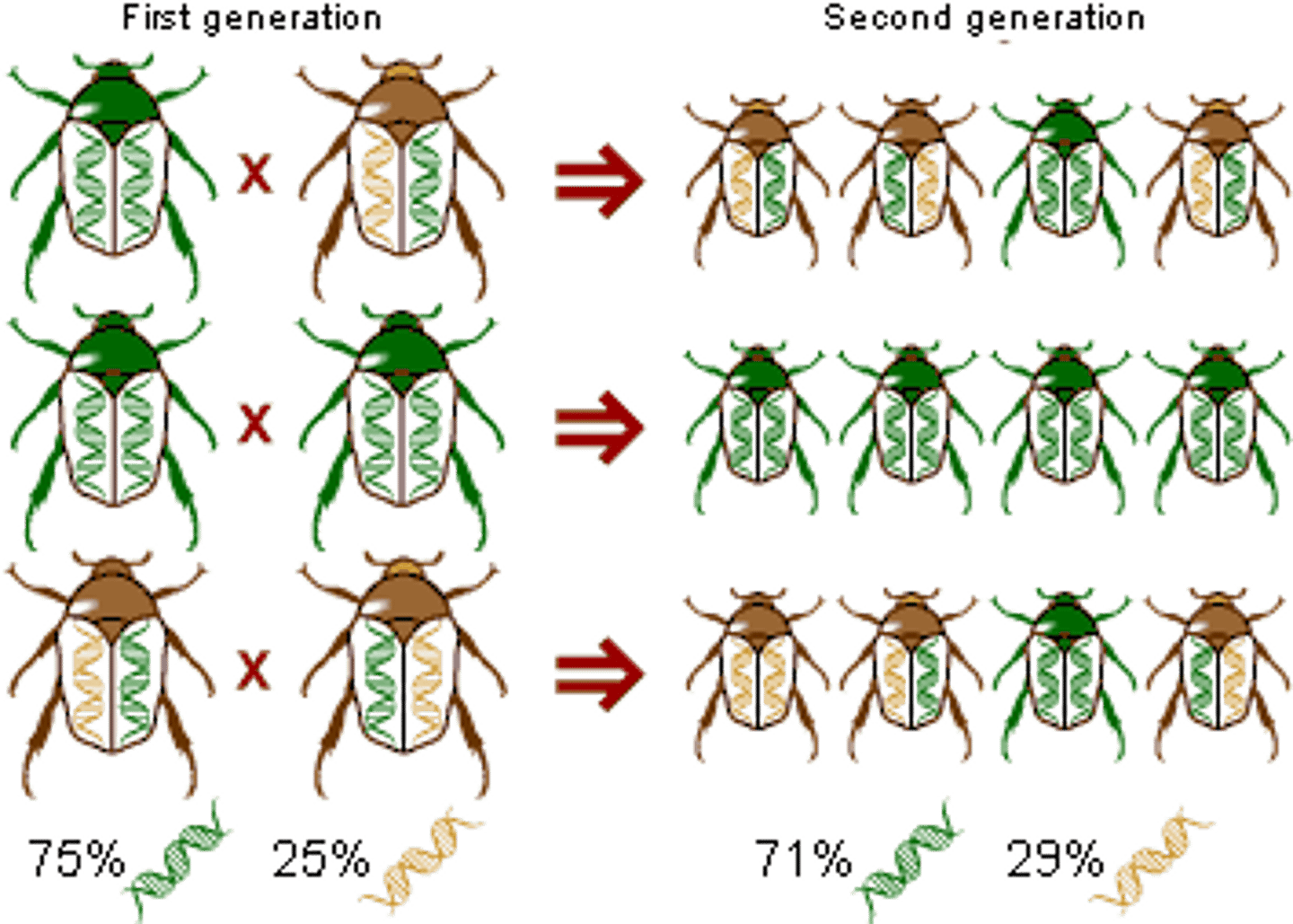<p>the decimal fraction representing the presence of an allele for all members of a population that have a particular gene</p>