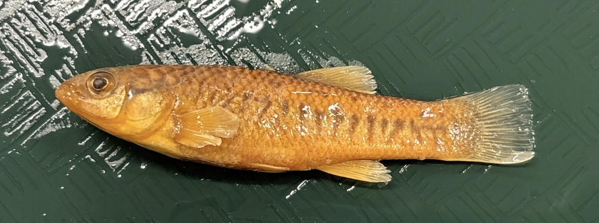 <p>California Killifish <strong>Family</strong></p>