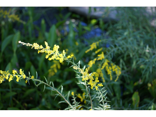 <p>Julia’s Goldenrod </p>