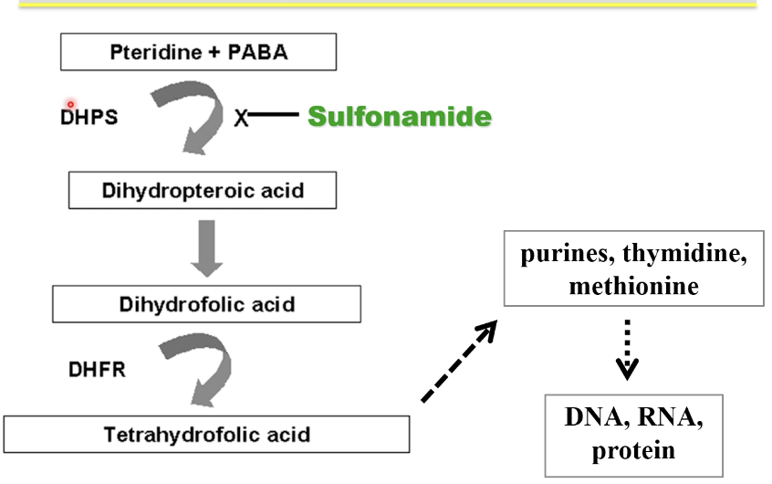 <p>ex. sulfamethoxazole</p><ul><li><p>binds to DHPS enzyme to take the place of PABA in folic acid synthesis pathway to prevent DHFA synthesis</p></li><li><p>competitive inhibitor</p></li><li><p>high PABA levels inhibit sulfa activity</p></li><li><p>bacteriostatic</p></li><li><p>broad spect: + + / - - plus parasites NOT TICKS (cuz stimulates growth)</p></li><li><p>cross-resistance to all sulfas</p></li><li><p>resistace by: drug target amplifcation and alteration and increased efflux</p></li></ul><p></p>