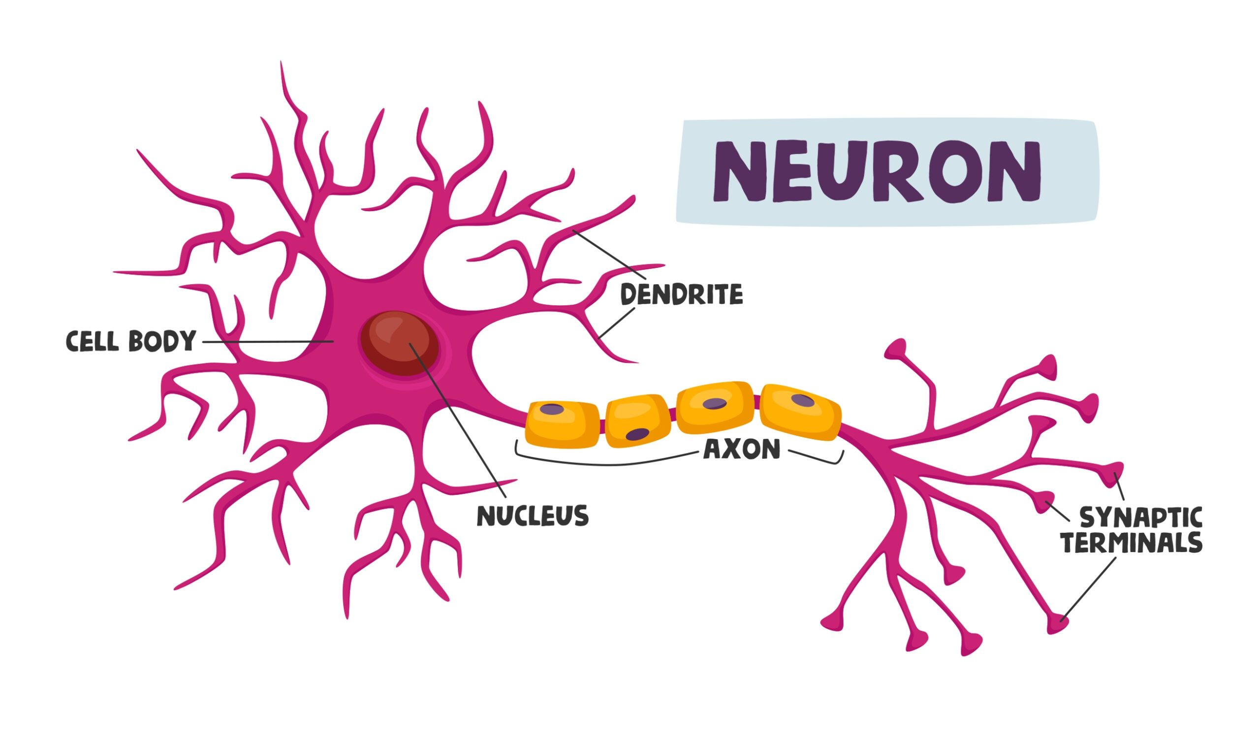 <p>the extension of a neuron, ending in branching terminal fibers, through which messages pass to other neurons or to muscles or glands</p>