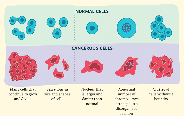 <ul><li><p>Faster division</p></li><li><p>Less specialised</p></li><li><p>Develop their own blood supply</p></li><li><p>DNA mutations occur</p></li><li><p>No limited number of divisions</p></li><li><p>Can spread to other parts of the body.</p></li></ul>