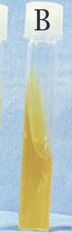 <p>Fully yellow&nbsp;</p>