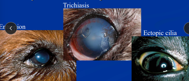 <p><span style="background-color: transparent;"><strong><span>Superficial Corneal Ulcers</span></strong></span></p>