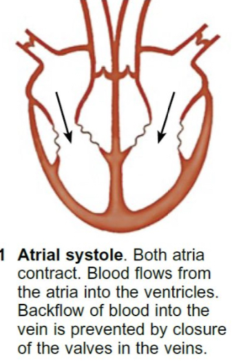 <ul><li><p>The muscles of the atria contract.</p></li><li><p>The pressure inside of the atria increases as the volume decreases.</p></li><li><p>The semi-lunar valves in the vena cava and the pulmonary vein close as there’s pressure is higher in the atria than the veins.</p></li><li><p>The tricuspid and bicuspid atrioventricular valves open as there’s an higher pressure inside the atria than the ventricles allowing blood into the ventricles.</p></li></ul>