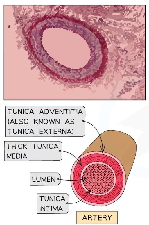 * Tunica intima
  * Endothelium
* Tunica media
  * Smooth muscle
  * Elastic tissue
* Tunica externa
  * Contains collagen
* Narrow lumen to maintainn high bloof pressure
* Pulse present so they stretch to accomodate increased volume of blood with every heartbeat
