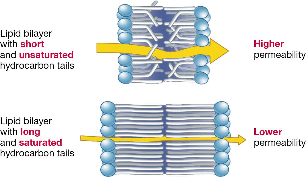 Degree of Hydrocarbon Saturation Affects the Permeability of Membranes