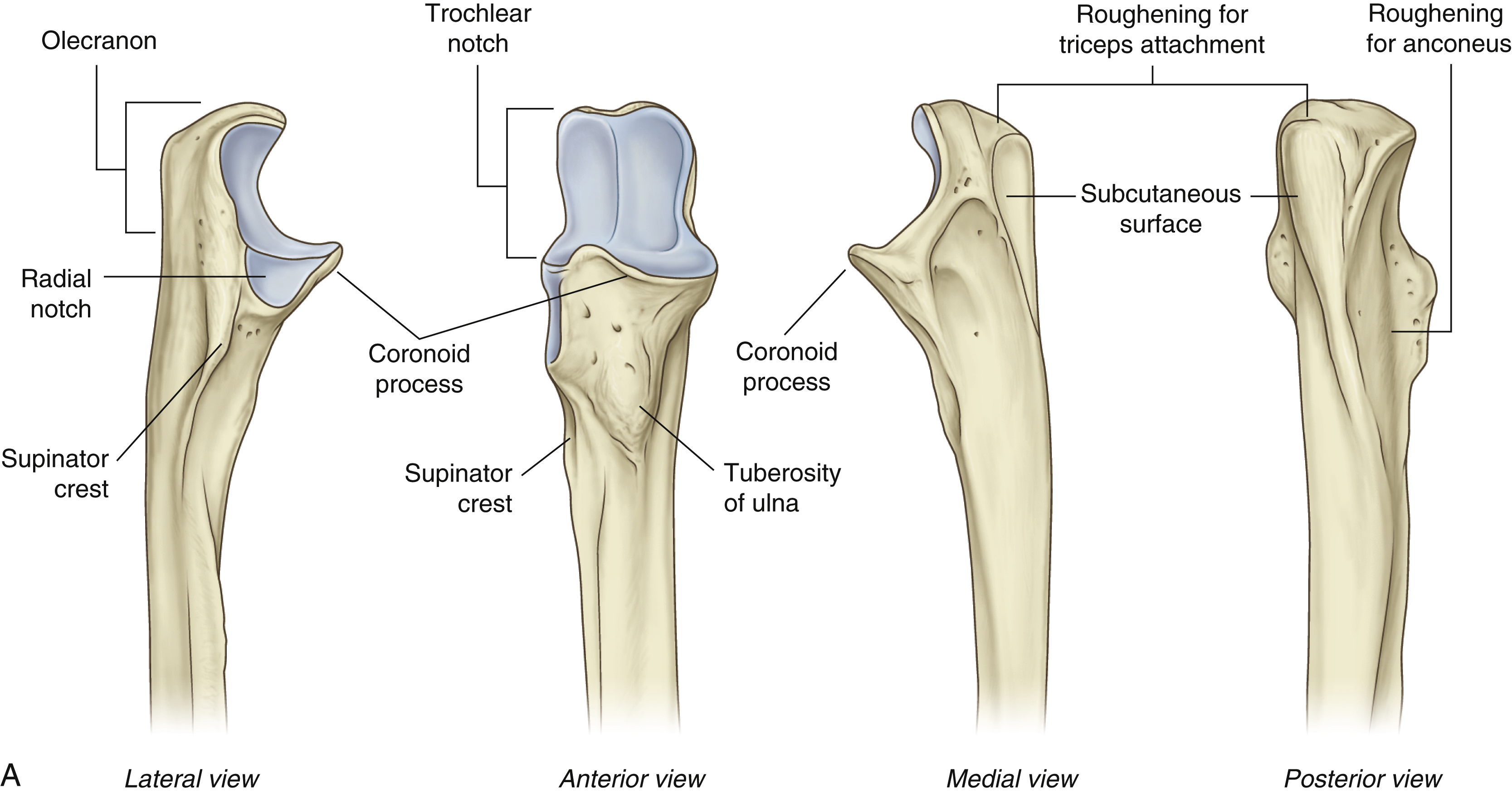 <p>The larger part of the “hook”. Attachment site for the triceps brachii</p>