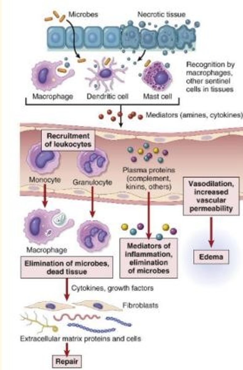 <p>1) Dilation of small vessels leading to increased blood flow </p><p>2) Increased vascular permeability of microvasculature, enabling plasma proteins and leukocytes to leave circulation = edema</p><p>3) Emigration of leukocytes from microcirculation, their accumulation in the focus of injury and their activation to eliminate the offending agent = repair</p>