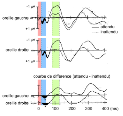-on présente 2 séries de "bips" sonores de fréquence différentes sur chaque oreille (oreille gauche : 5000 Hz et droite : 3400 Hz) 
-occasionnellement l'intensité du stimulus auditif diminue légèrement
-les sujets doivent focaliser leur attention sur une oreille et détecter en comptant le nombre de fois où le stimulus diminue (comme si on baissait le son)
2 conditions qu'on répète pour chaque participant : les sujets doivent réaliser la tâche sur l'oreille gauche puis sur l'oreille droite
-on obtient une courbe de potentiels évoqués pour chaque type de stimulus et chaque condition
-les potentiels évoqués qui surviennent avant 20ms ne sont pas d'origine corticale, mais sous-corticale
-les potentiels évoqués survenant entre 20 et 50 ms reflètent l'activité corticale précoce évoquée par le stimulus, correspondant à l'activation du cortex A1 dans le lobe temporal
-les potentiels qui surviennent entre 80-120 ms ne reflètent pas l'activation du cortex A1, mais l'activation du cortex auditif secondaire (aires de ceintures) et /ou l'activation de structures corticales multimodales
On compare les potentiels évoqués par la stimulation d'une oreille quand l'attention sélective est portée sur les infos sensorielles provenant de cette oreille et quand l'attention est portée sur les infos sensorielles provenant de l'oreille gauche
1. les potentiels évoqués survenant avant 20 ms ne sont pas influencé par l'attention sélective. L'attention sélective spatiale ne module pas la réceptivité des premiers relais sous-corticaux. L'origine est sous-cortical et liée à l'activité synchrone
2. les potentiels évoqués survenant entre 20-50 ms sont influencés par l'attention sélective spatiale qui module la réceptivité du cortex A1
3. les potentiels évoqués 80-120 ms sont influencés par l'attention sélective. Elle module la réceptivité des aires auditives secondaires 
=>existence d'un mécanisme de filtrage sélectif précoce de l'info sensorielle auditive, opérant au niveau du cortex A1