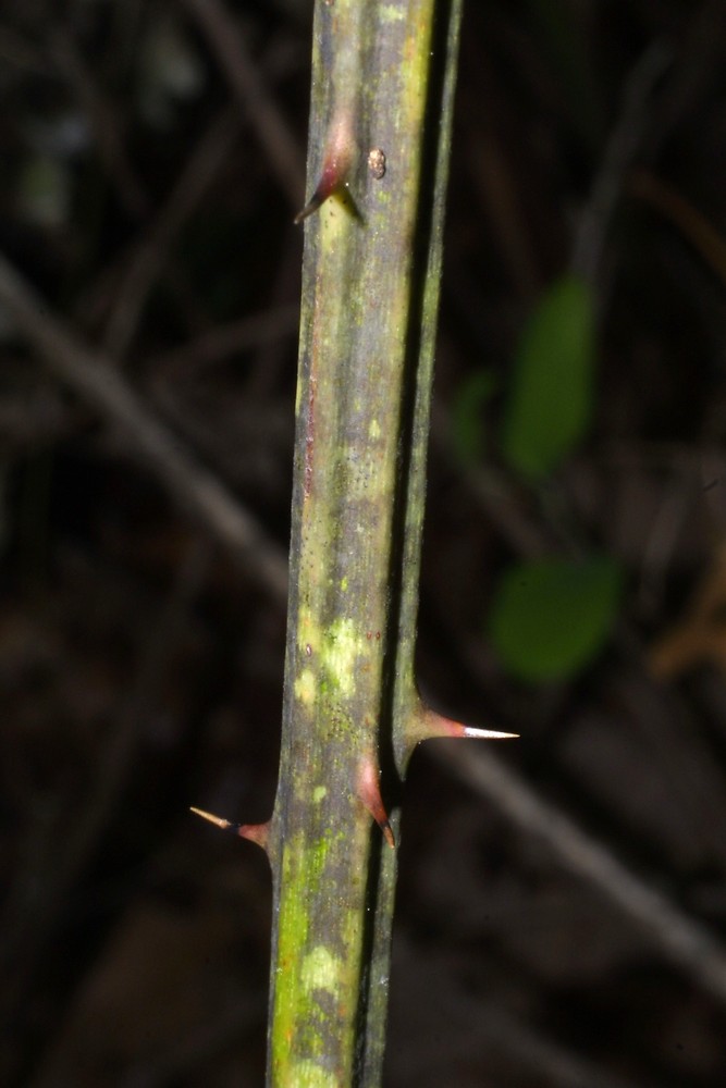 <p>Blackberry (winter)</p>