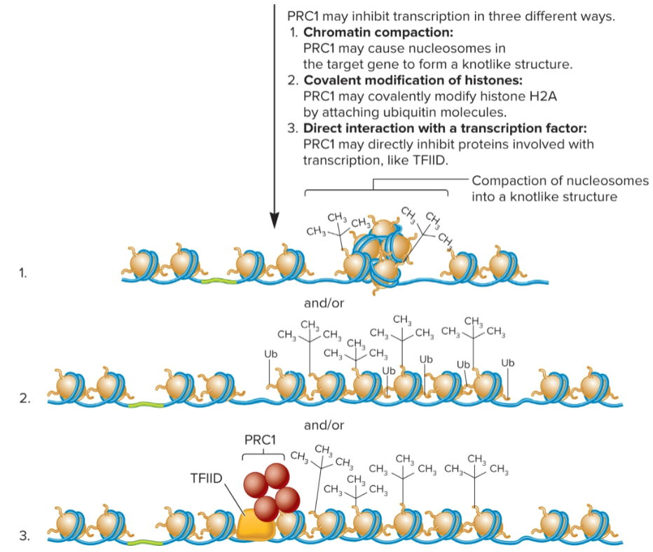 <ul><li><p><strong>Chromatin compaction</strong>: PRC1 causes nucleosomes in target gene to form a knot-like structure</p></li><li><p><strong>Covalent modification of histones</strong>: PRC1 covalently modifies histone H2A by attaching ubiquitin molecules</p></li><li><p><strong>Direct interaction with transcription factor</strong>: PRC1 directly inhibits proteins involved with transcription, like TFIID.</p></li></ul><p></p>