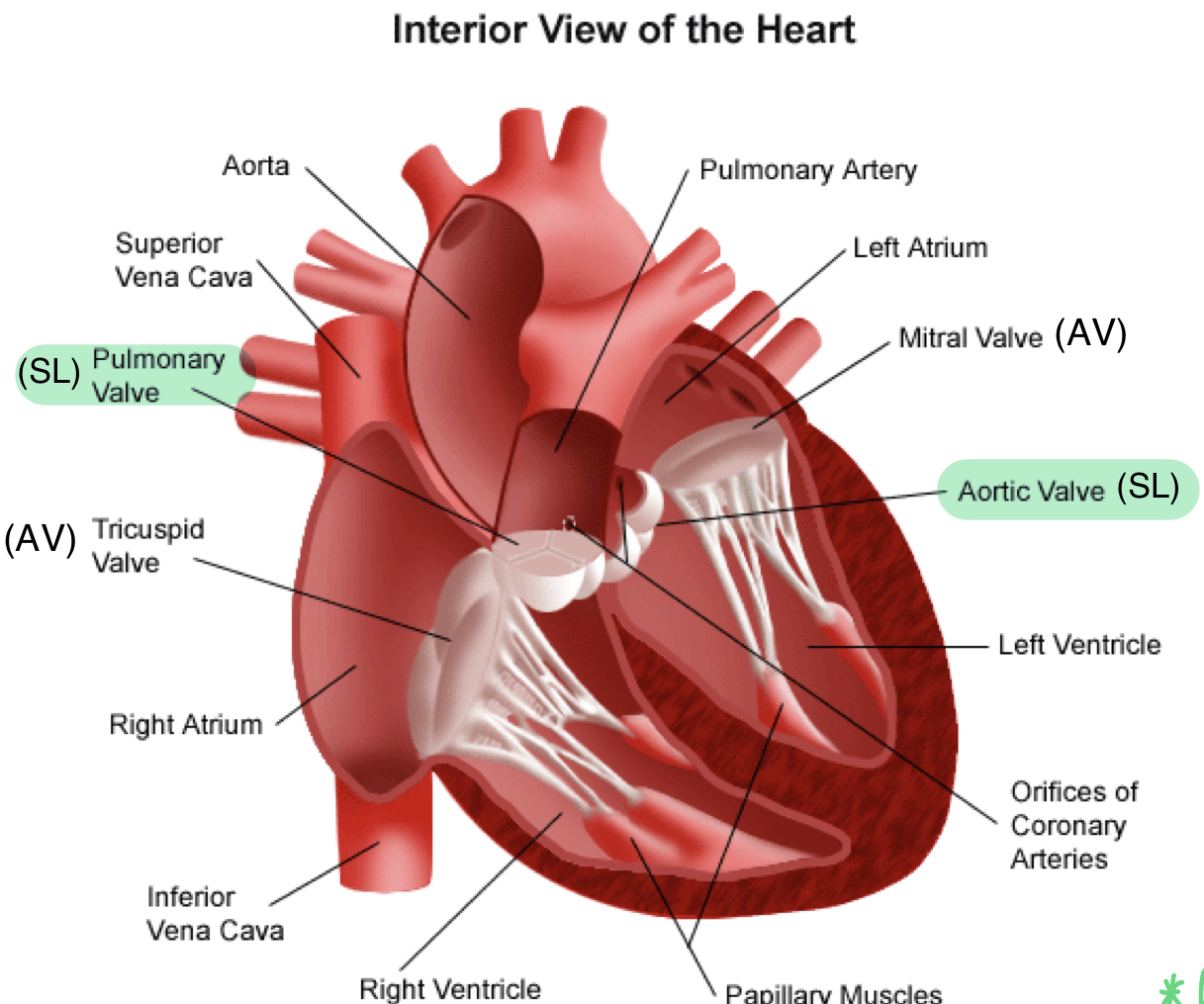 <ul><li><p>one-way valves at the base of major arteries pulmonary valve (between right ventricle and pulmonary artery) and aortic valve (between left ventricle and aorta)</p></li><li><p>make &quot;DUB&quot; sound when closing</p></li></ul>