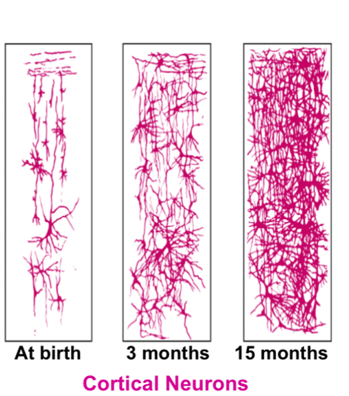 <p>biological growth processes that enable orderly changes in behavior, relatively uninfluenced by experience, the development of neural pathways</p>