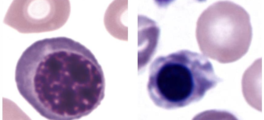 <p>What are these cells?</p>