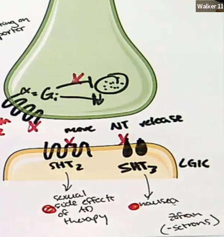 <p><span><span>Inhibits presynaptic α</span><sub><span>2</span></sub><span> </span><u><span>autoreceptors</span></u><span> as well as </span><u><span>postsynaptic</span></u><span> 5HT</span><sub><span>2</span></sub><span> and 5HT</span><sub><span>3</span></sub><span>, increasing release of norepinephrine and serotonin into the synapse</span></span></p><p></p>