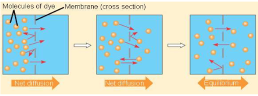 <ul><li><p>tendency for molecules to spread evenly into available space</p></li><li><p>move from HIGH to LOW concentration</p></li><li><p>DOWN concentration gradient</p></li><li><p>NO ENERGY NEEDED</p></li></ul>