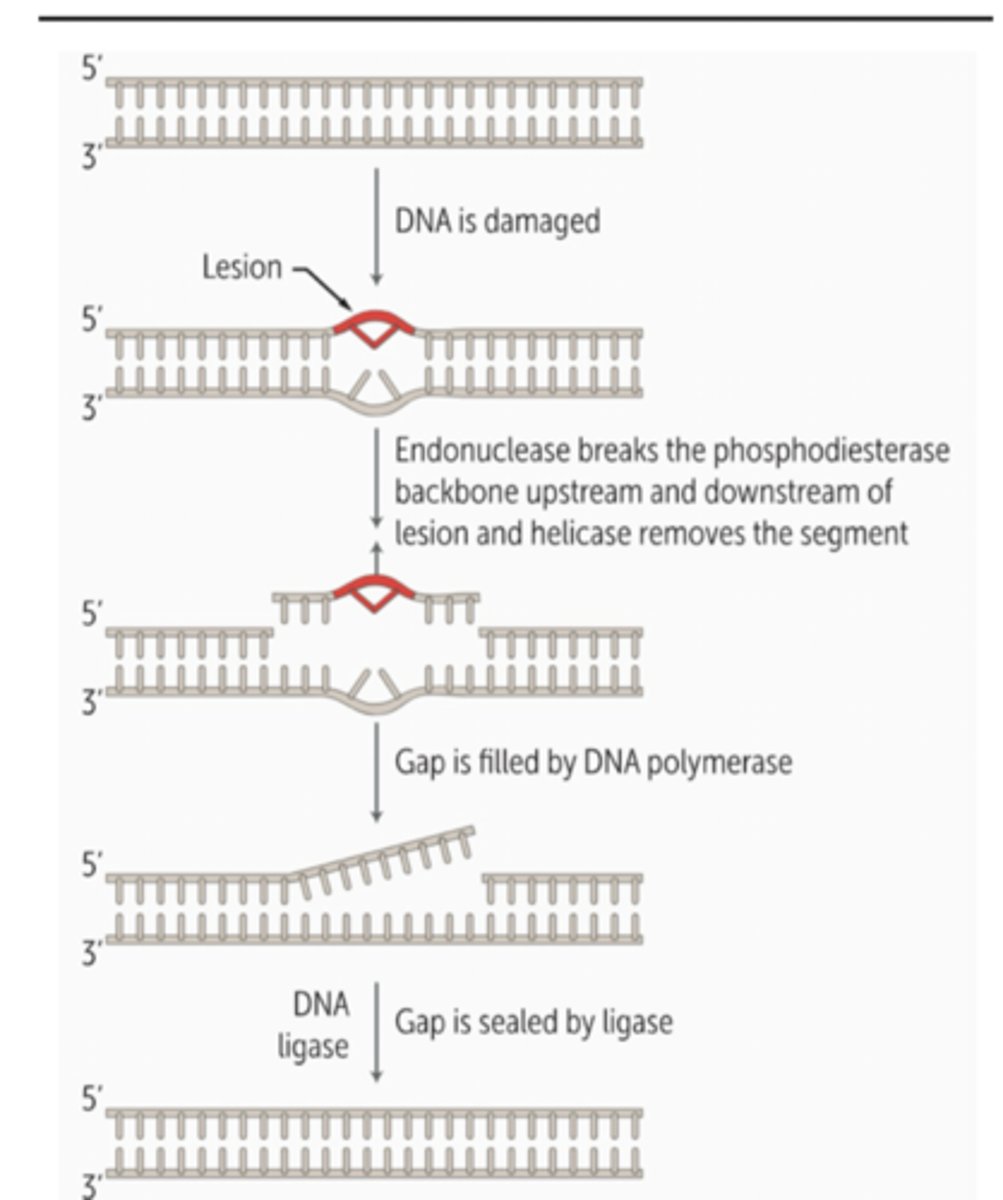 <p>NER is used if DNA lesion involving more than one nucleoide.</p><p>Is capable of recognizing a broader range of helix-distorting single-strand lesions.</p><p>Stretch of nucleotides containing lesion is removed</p><p>Relies on special endonucleases (three uvr genes) to sever phosphodiester backbone upstream and downstream.</p><p>DNA poly and ligase fill and seal gap.</p><p>Primarily occurs during G1 phase of cell cycle - important for correcting UV-light induced damage (pyr dimers) - important bc humans lack photolyase to fix pyrimidine dimers.</p>
