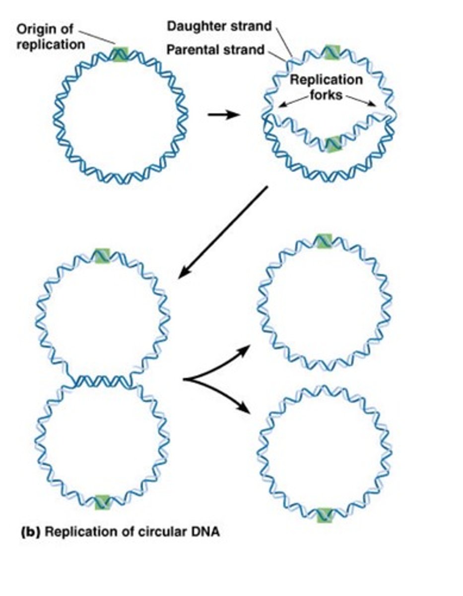 <p>1) Initiatie: Theta-replicatie begint bij een specifieke plek op het circulaire DNA-molecuul, het origin of replication(oriC). Dit is een specifieke sequentie waar de replicatie begint.</p><p>2) Openen van de Dubbele Helix: Replicatie-eiwitten binden aan de oriC en beginnen de dubbele helix van het DNA te ontvouwen, waardoor een replicatievork ontstaat aan beide kanten van de origin.</p><p>3) Vorming van de Theta-structuur: Naarmate de replicatie voortschrijdt, ontstaan er twee replicatievorken die in tegengestelde richtingen bewegen. Dit vormt een structuur die lijkt op de Griekse letter theta (Θ), vandaar de naam.</p><p>4) Synthese van Nieuwe Strengen: DNA-polymerasen synthetiseren nieuwe complementaire DNA-strengen aan elke zijde van de replicatievorken, waarbij beide oorspronkelijke strengen als templates dienen.</p><p>5) Voltooiing: De replicatievorken bewegen voort totdat de volledige cirkel is gerepliceerd, en de nieuwe DNA-moleculen zijn volledig gesynthetiseerd. Dit proces resulteert in twee identieke circulaire DNA-moleculen, elk bestaande uit een oude en een nieuwe streng.</p><p>zie ook H17</p>