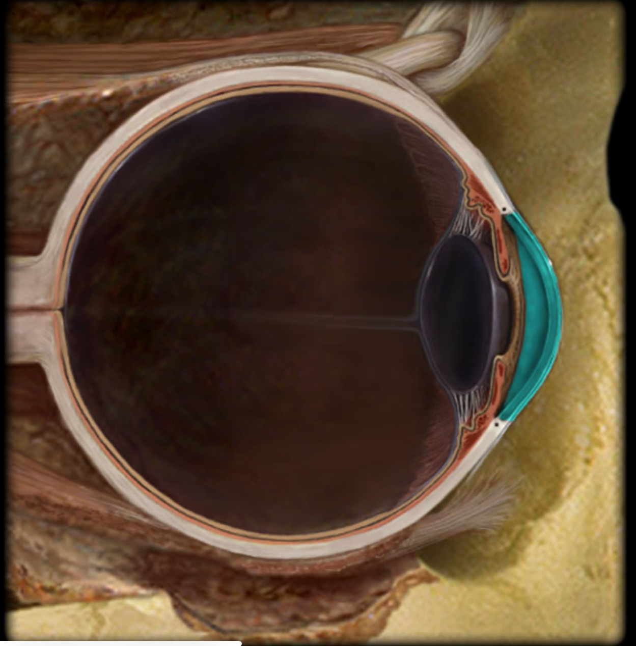 <h4 collapsed="false" seolevelmigrated="true"><strong>Location:</strong></h4><ul><li><p>Eye</p></li></ul><h4 collapsed="false" seolevelmigrated="true"><strong>Description:</strong></h4><ul><li><p>Transparent connective tissue layer of anterior 1/6th of eye</p></li></ul><h4 collapsed="false" seolevelmigrated="true"><strong>Function:</strong></h4><ul><li><p>Site for light refraction</p></li><li><p>Protection of anterior eye</p></li></ul>