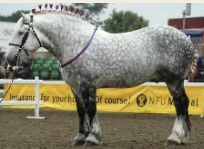<p>Percheron</p>
