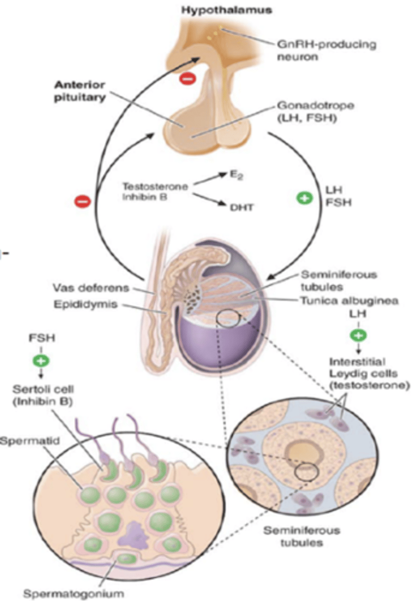 <p>Tropic hormone that in females, promotes development of egg cells and secretion of estrogen. In males, promotes production of sperm</p>