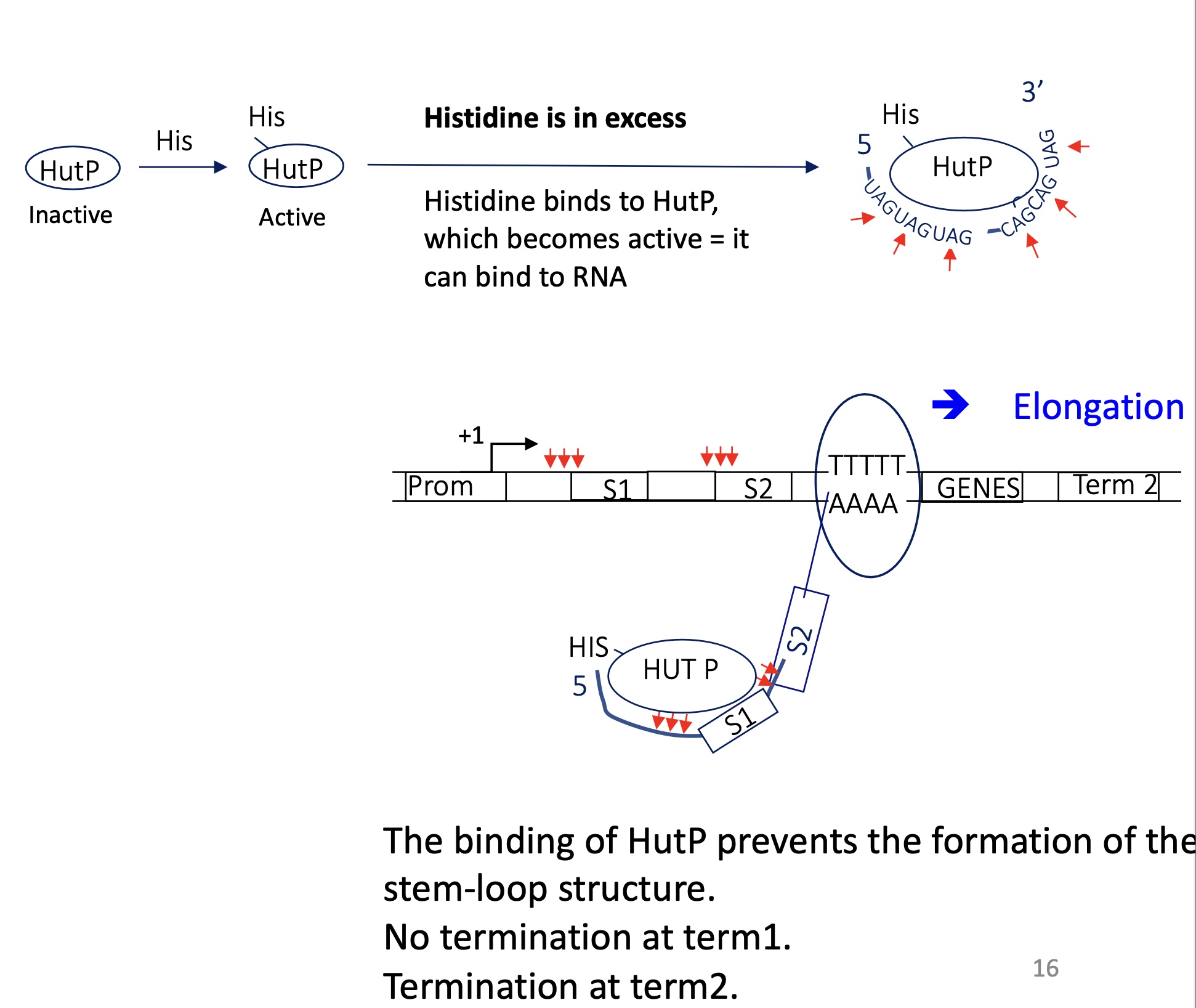 <p>His binds to HutP</p><ul><li><p>HutP can bind to specific sequence CAG/UAG on RNA&nbsp;</p></li></ul><p>HutP binds upstream/overlapping palindromic sequences&nbsp;</p><p>Inhibition of the formation of terminator stem loop structure&nbsp;</p><p>RNA pol doesn’t terminate at term 1 —&gt; expression of genes&nbsp;</p>