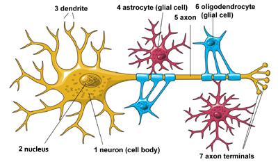 <p>glial cells</p>