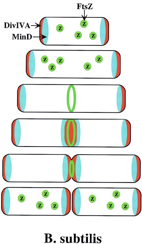 <ol><li><p>Gram-positive cells <strong>have a thick cell wall and must develop a cross-wall i</strong>n order to divide.</p></li><li><p>In addition to FtsZ ring, <strong>the cross wall is made out of DivIVA protein.</strong></p></li></ol>