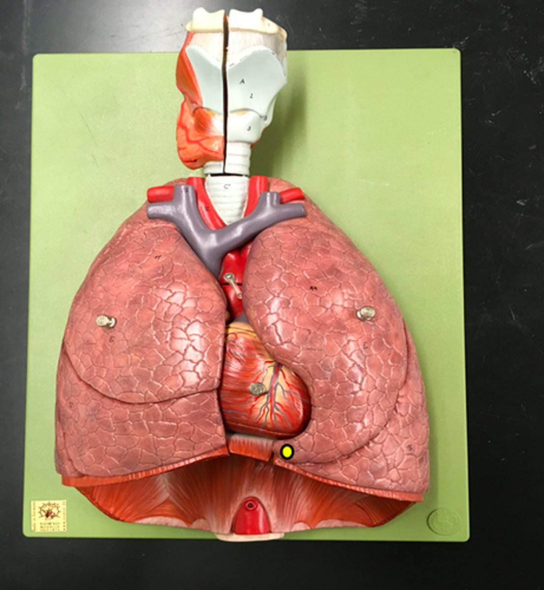 knowt flashcard image