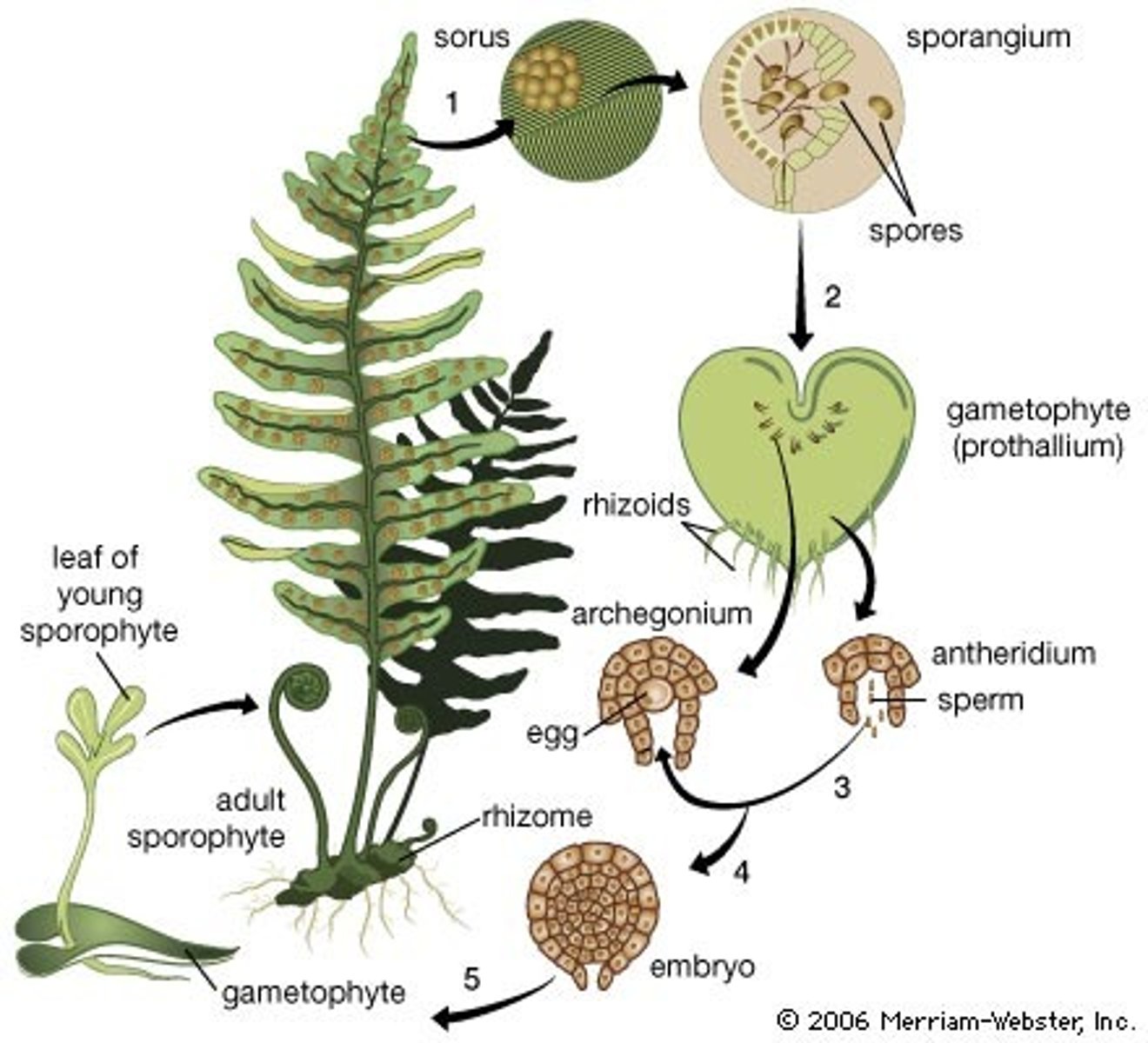 <p>•Most common seedless vascular plants (&gt; 12,000 species),</p><p>•Leaves are called fronds, and grow from fiddleheads,</p><p>•Homosporous.</p>
