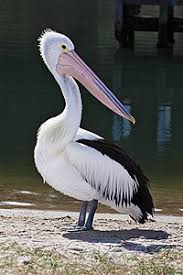 <p>pelican</p>