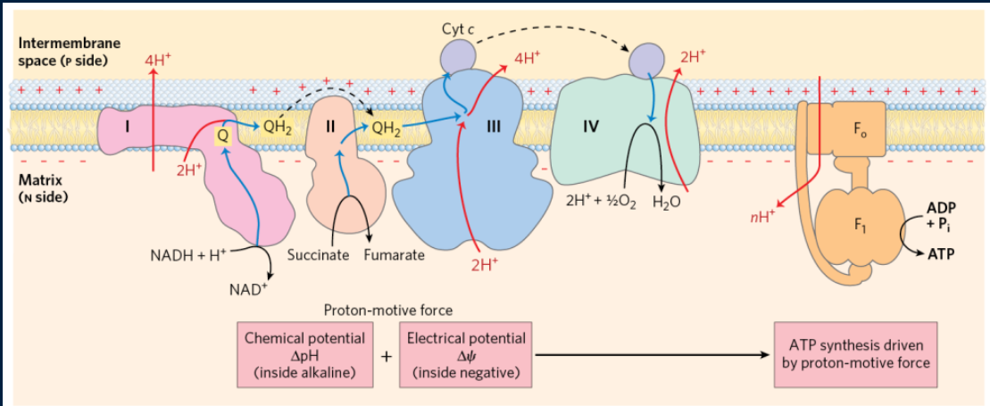 knowt flashcard image