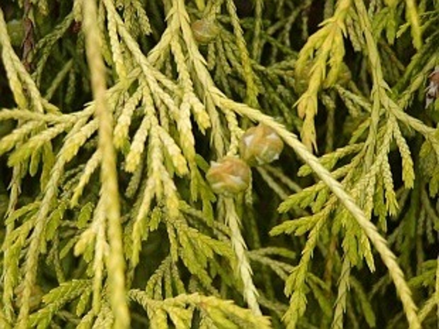 <p>Golden Mop Threadleaf, False Cyprus</p>