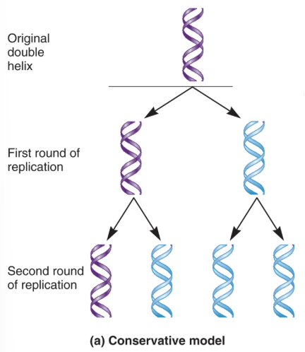 <ul><li><p>In each, parental strands separate and act as templates that are copied. </p></li><li><p>Parental strands reanneal and new daughter strands anneal. </p></li><li><p>If true, one expects all newly formed DNA duplexes to harbour exactly 100% new DNA. </p></li></ul><p></p>
