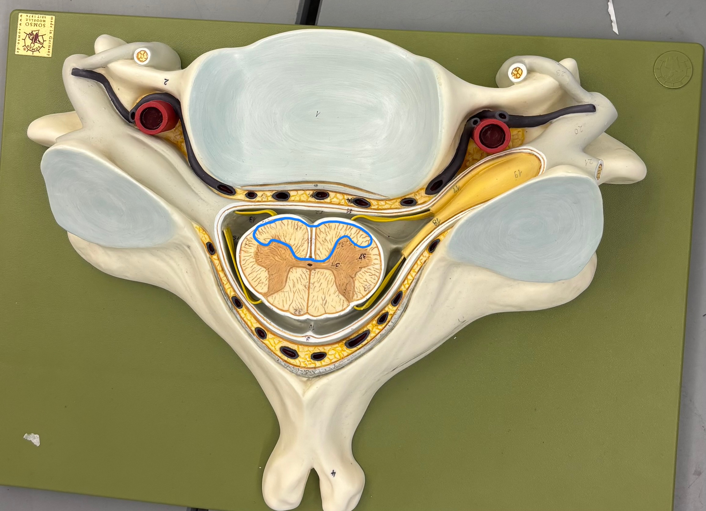 <p>What structure is this?</p>