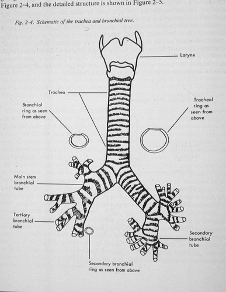 <p>The bronchi carry air to the lungs, with primary bronchi serving each lung and secondary bronchi serving each lobe.</p>