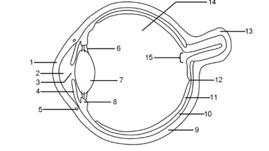 <p>11</p>