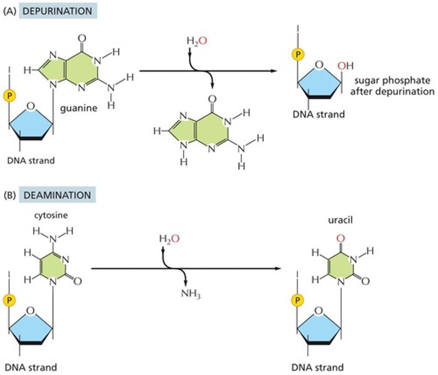 <p>Depurination and deamination, leading to loss of nucleotides</p>