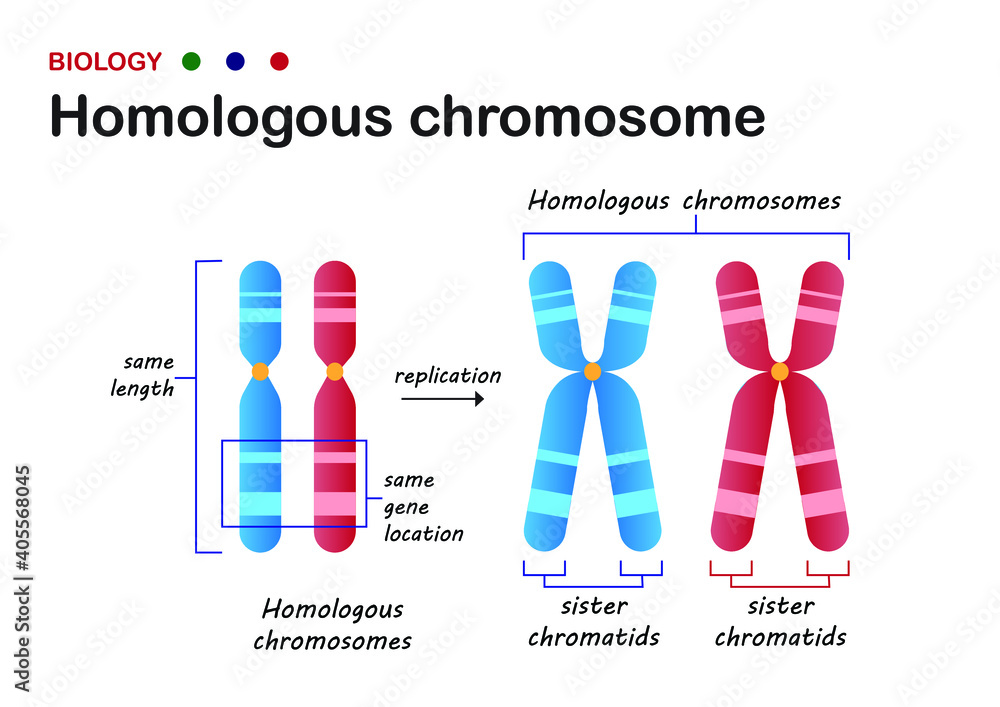 <p>homologous chromosomes</p>