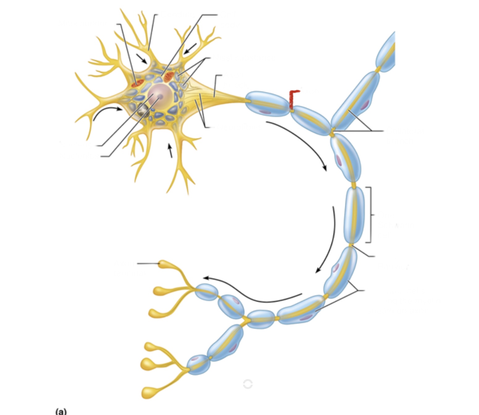 knowt flashcard image