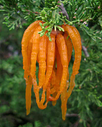 <p>Plant pathogen </p>